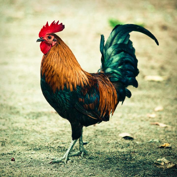 Rooster Pics, Animal Collection