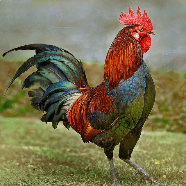 Rooster Backgrounds on Wallpapers Vista
