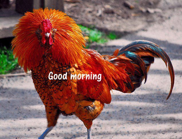Amazing Rooster Pictures & Backgrounds