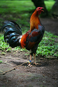 Rooster Pics, Animal Collection