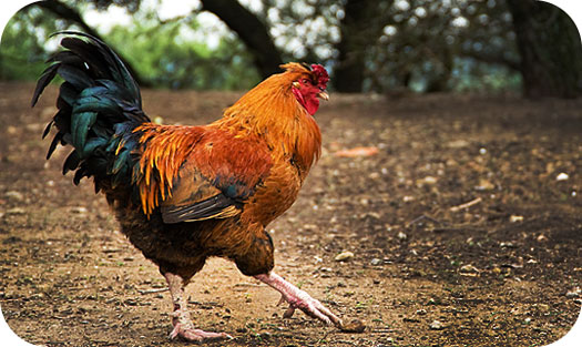 HQ Rooster Wallpapers | File 65.19Kb