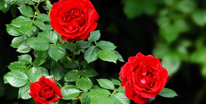 Amazing Rose Bush Pictures & Backgrounds
