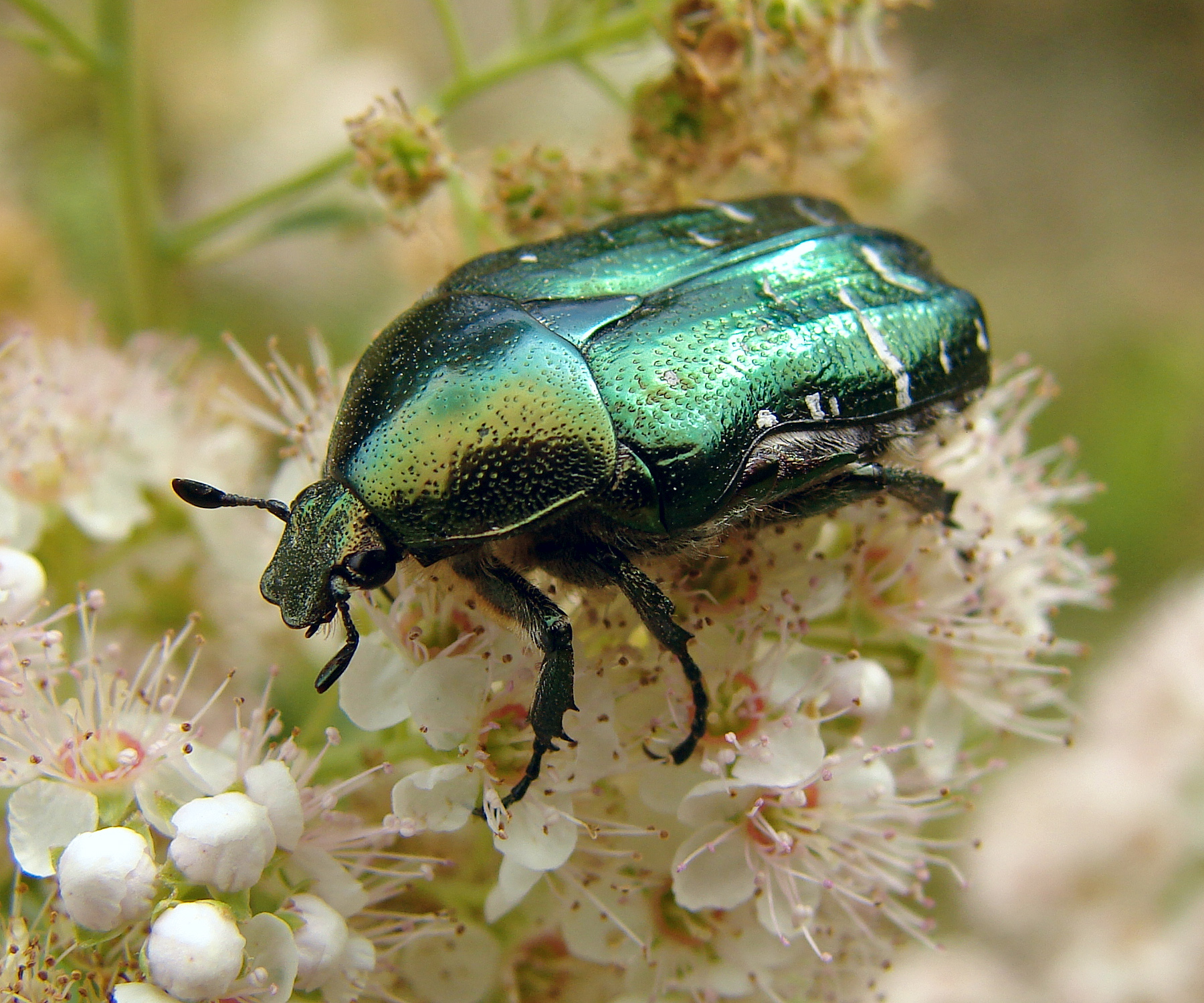 Rose Chafer Pics, Animal Collection