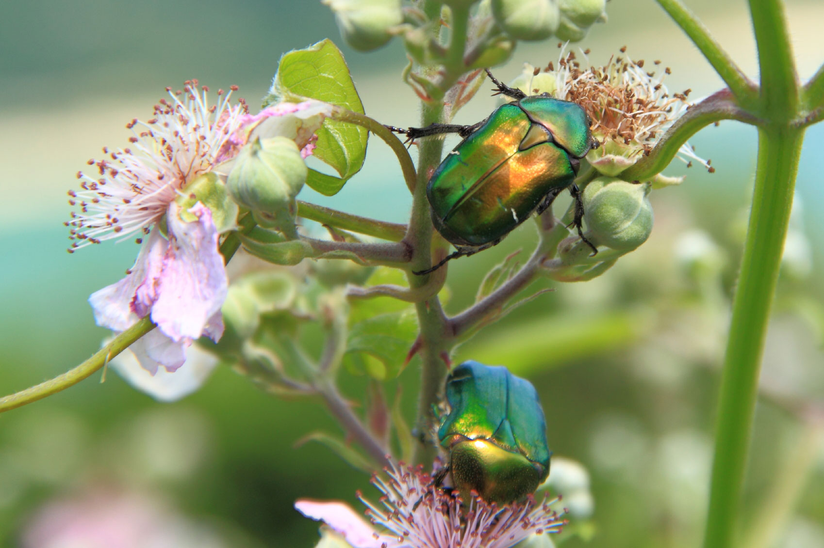 Amazing Rose Chafer Pictures & Backgrounds