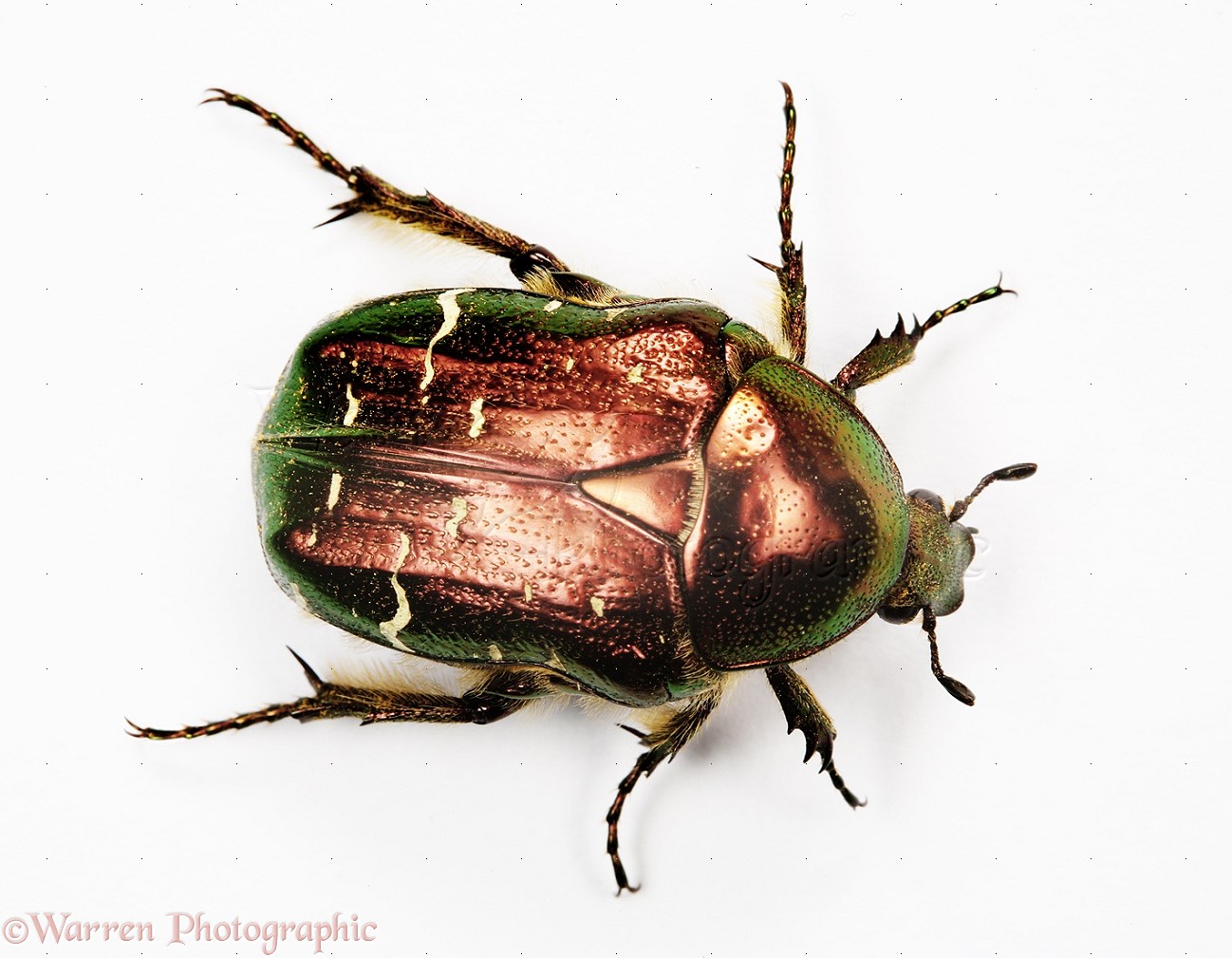 Rose Chafer Backgrounds on Wallpapers Vista