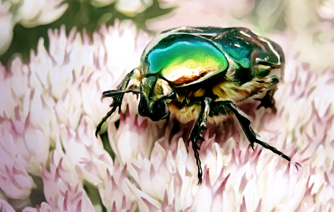 Rose Chafer High Quality Background on Wallpapers Vista