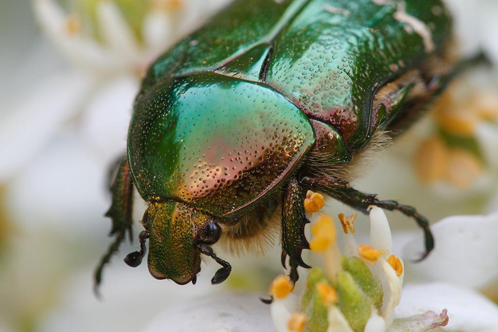 Rose Chafer Backgrounds, Compatible - PC, Mobile, Gadgets| 1024x682 px