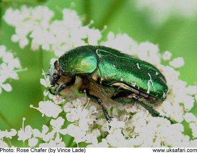 400x311 > Rose Chafer Wallpapers