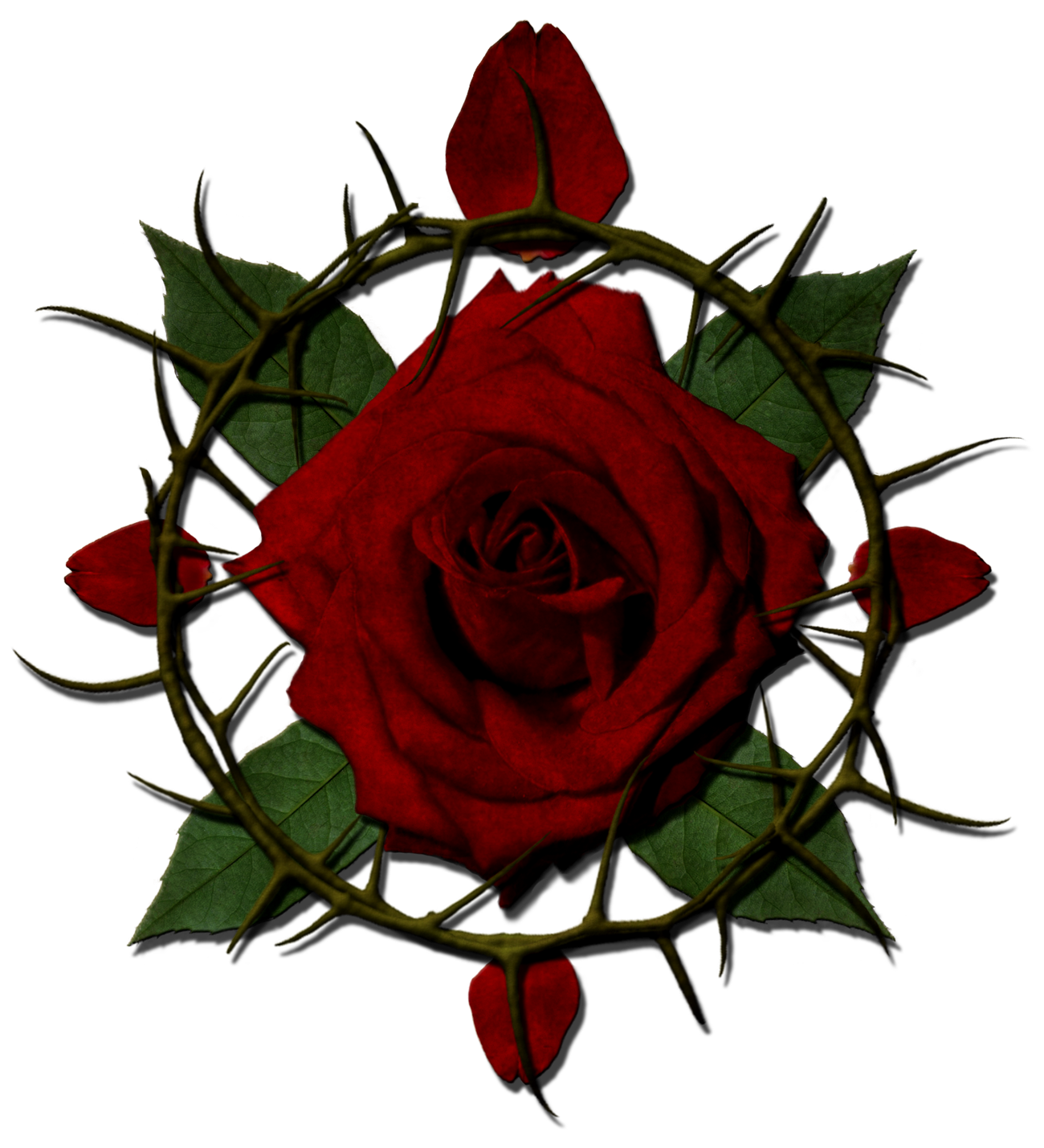 Rose & Thorn #7