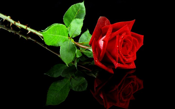 Rose & Thorn High Quality Background on Wallpapers Vista