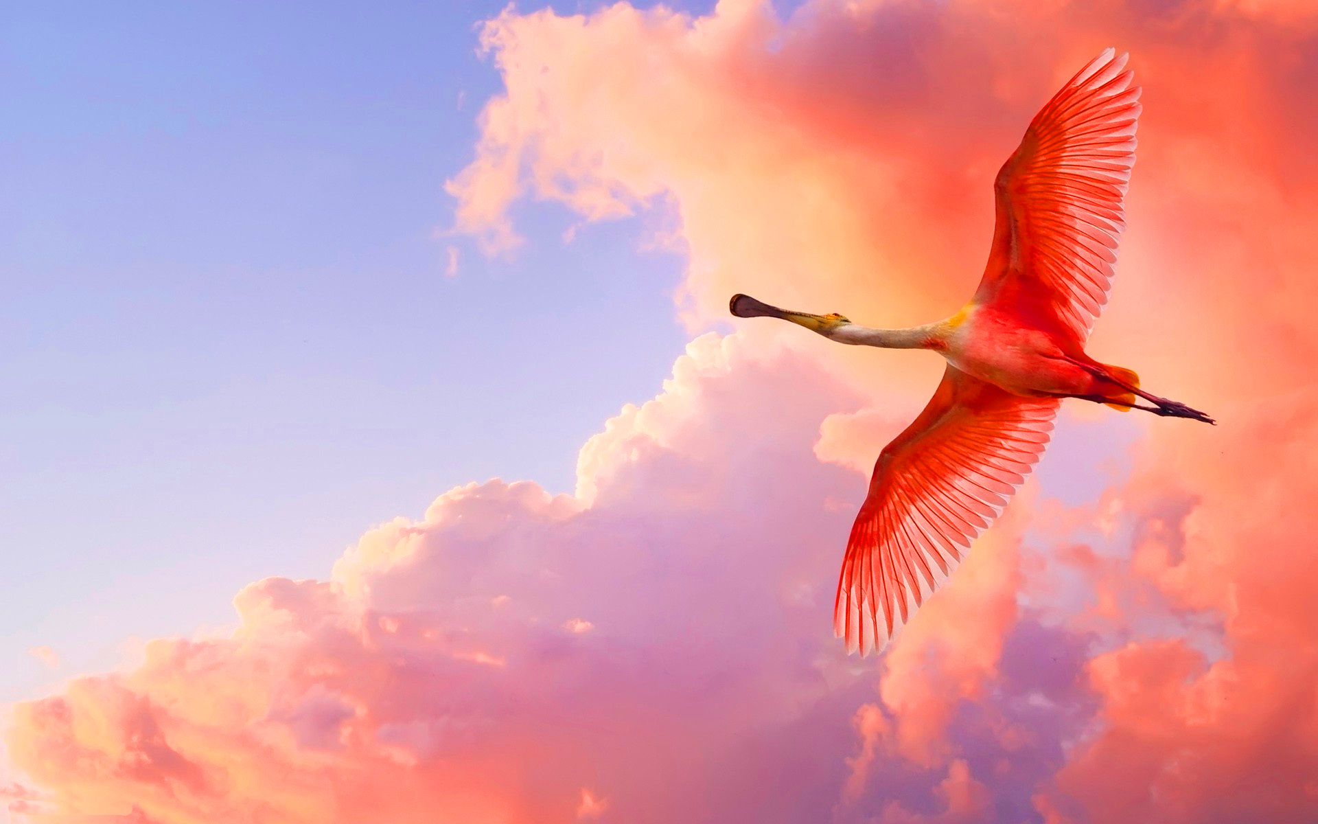 HD Quality Wallpaper | Collection: Animal, 1920x1200 Roseate Spoonbill