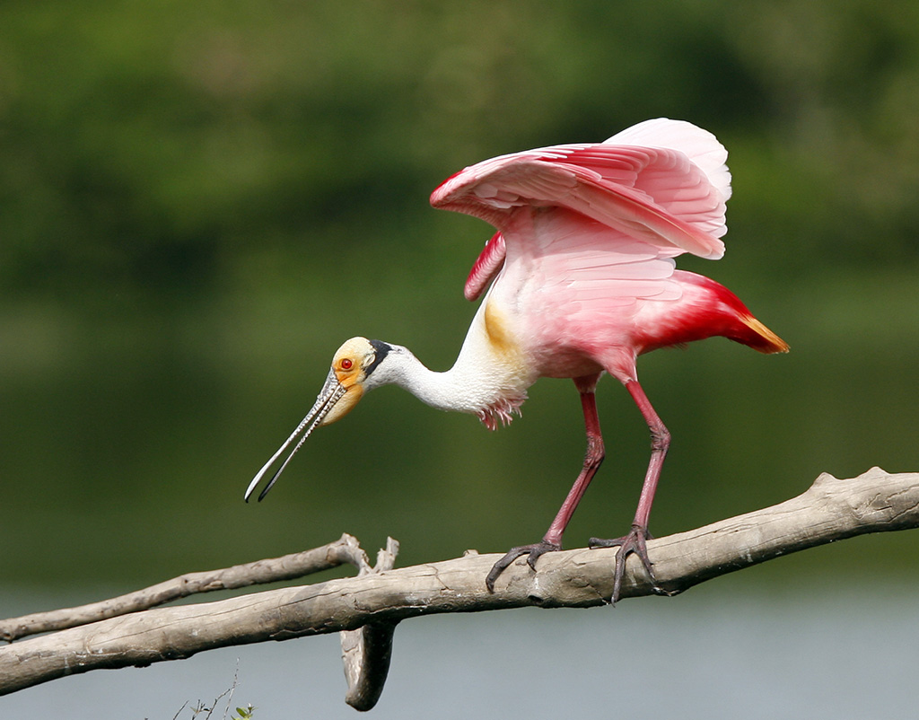 Roseate Spoonbill Pics, Animal Collection