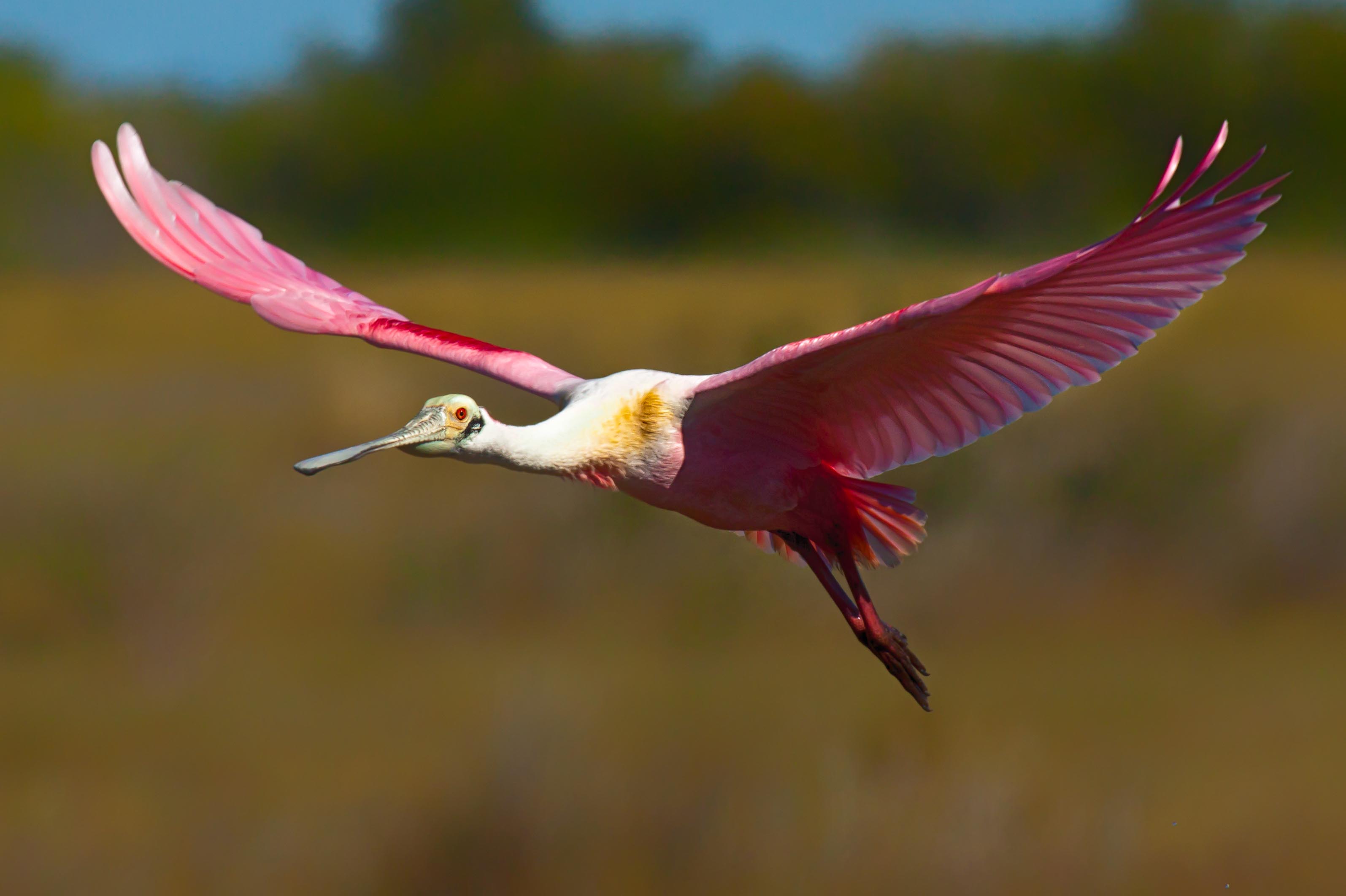 Nice Images Collection: Roseate Spoonbill Desktop Wallpapers