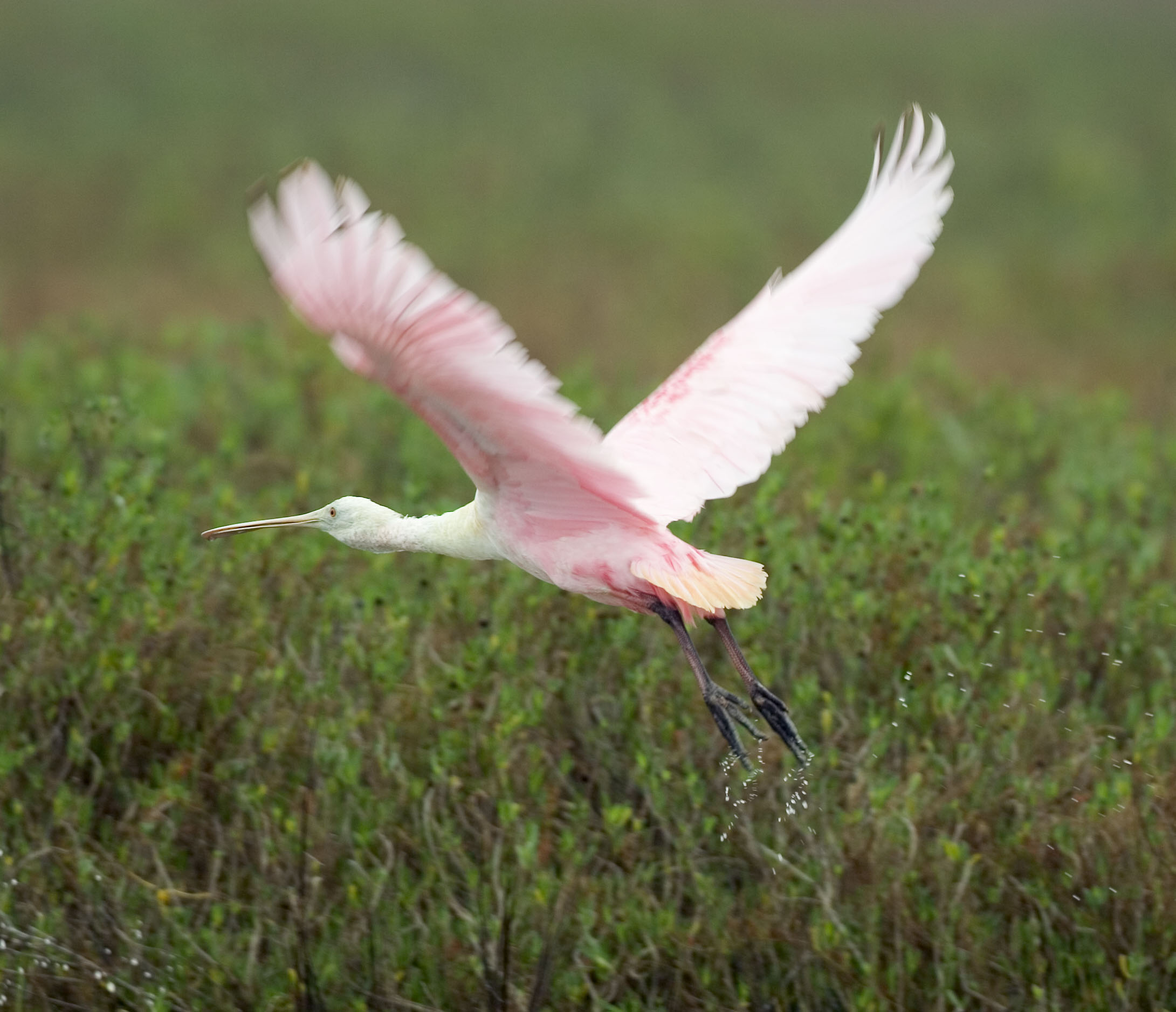 Roseate Spoonbill Backgrounds, Compatible - PC, Mobile, Gadgets| 2181x1878 px