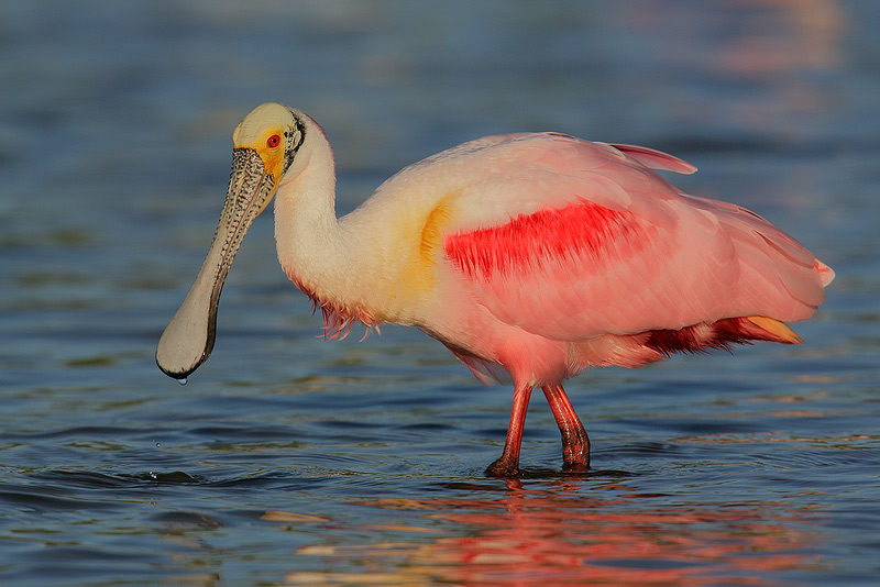 800x534 > Roseate Spoonbill Wallpapers