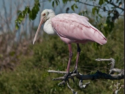 425x320 > Roseate Spoonbill Wallpapers