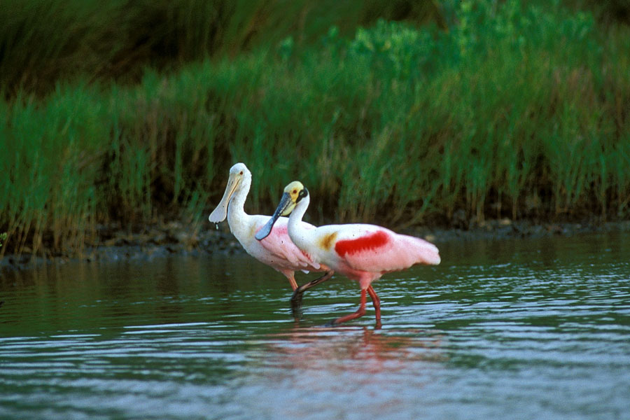 HD Quality Wallpaper | Collection: Animal, 900x600 Roseate Spoonbill