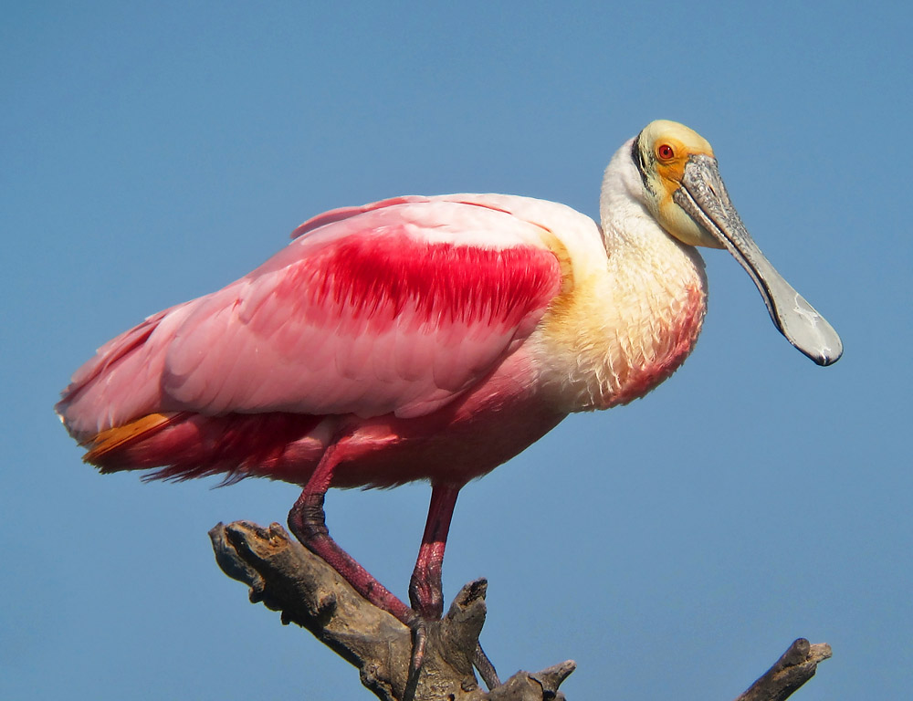 Roseate Spoonbill Backgrounds, Compatible - PC, Mobile, Gadgets| 1000x768 px