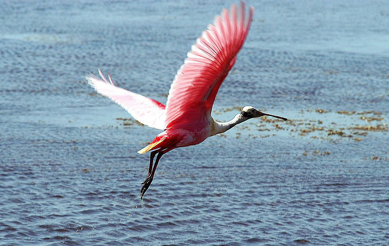 Roseate Spoonbill Backgrounds on Wallpapers Vista