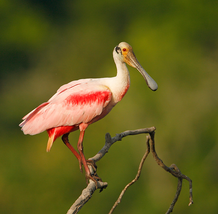 Roseate Spoonbill High Quality Background on Wallpapers Vista