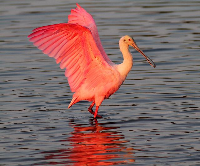 Images of Roseate Spoonbill | 640x532
