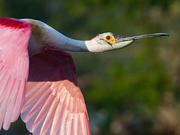 Images of Roseate Spoonbill | 260x195