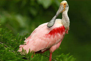 Roseate Spoonbill Backgrounds, Compatible - PC, Mobile, Gadgets| 379x254 px