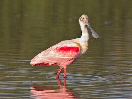 Images of Roseate Spoonbill | 425x320