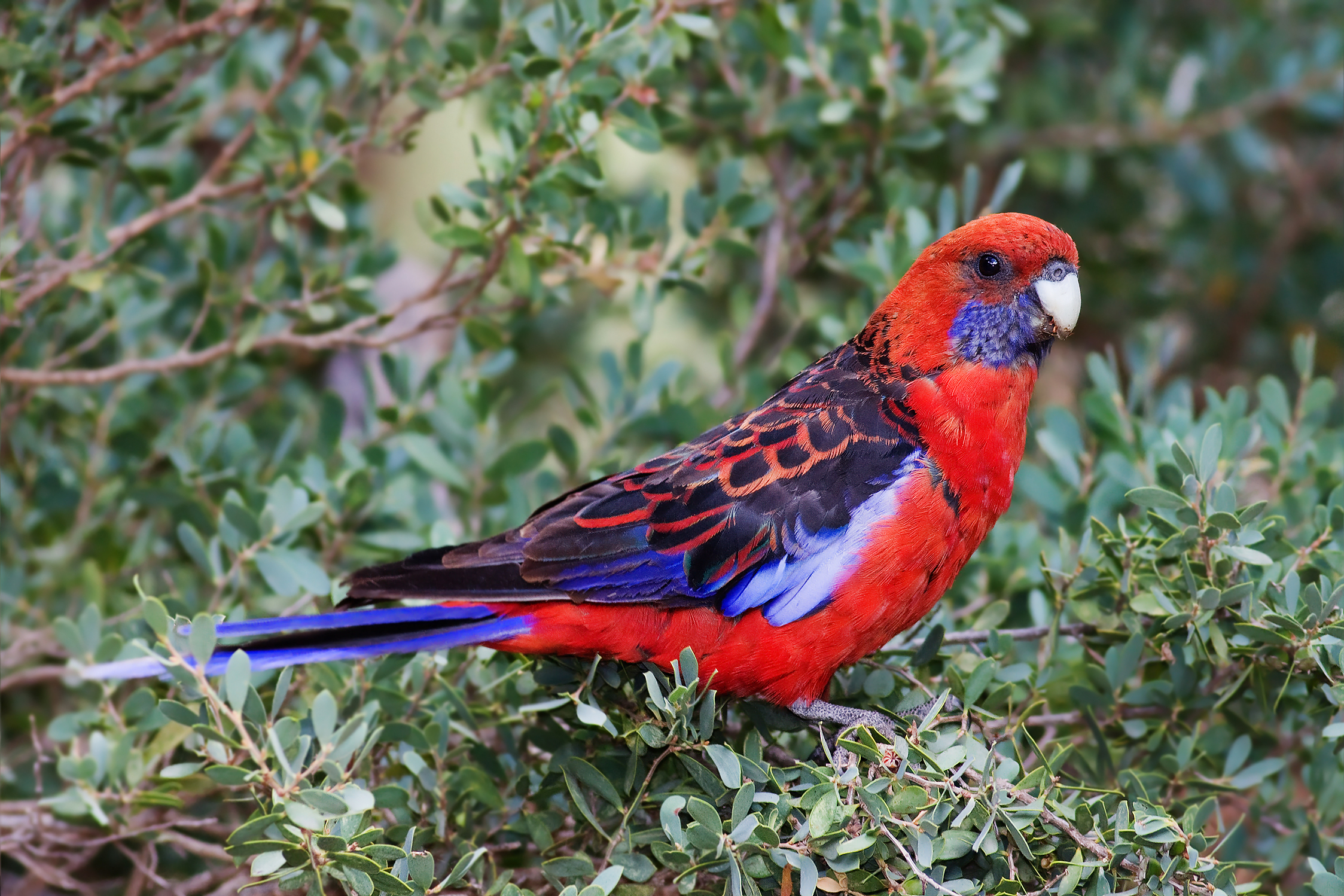 Images of Rosella | 2247x1498