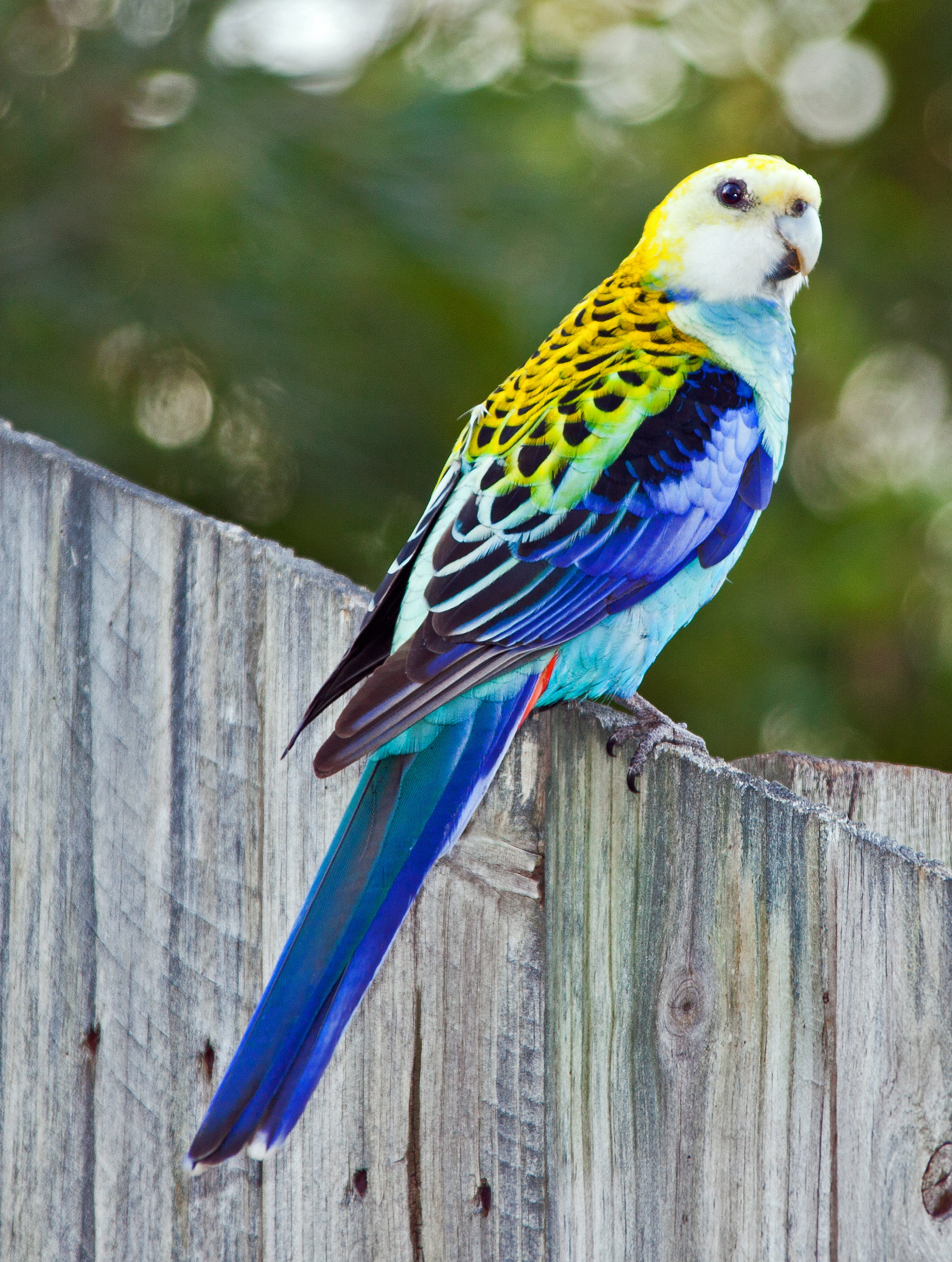 Rosella Backgrounds on Wallpapers Vista