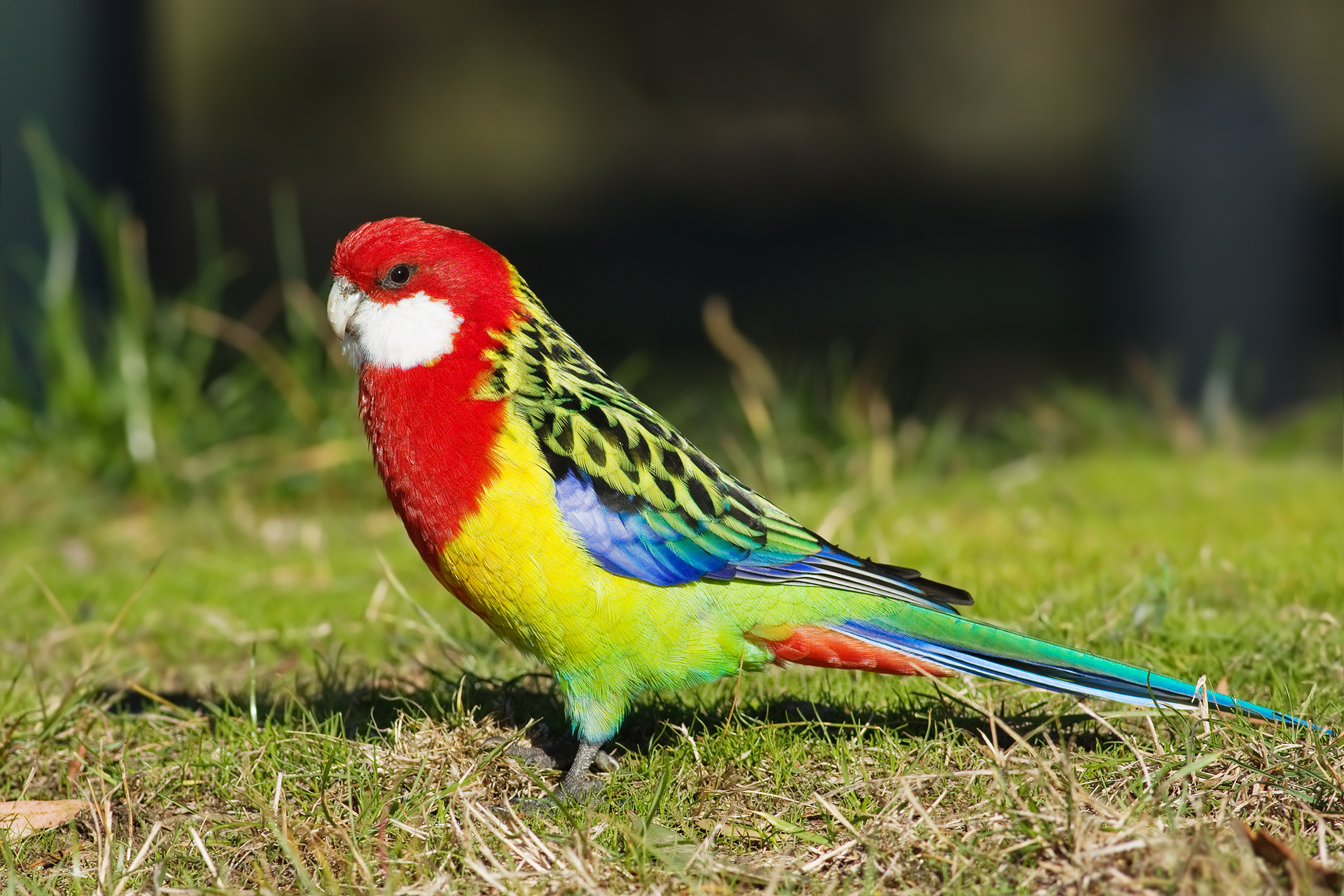 Nice Images Collection: Rosella Desktop Wallpapers
