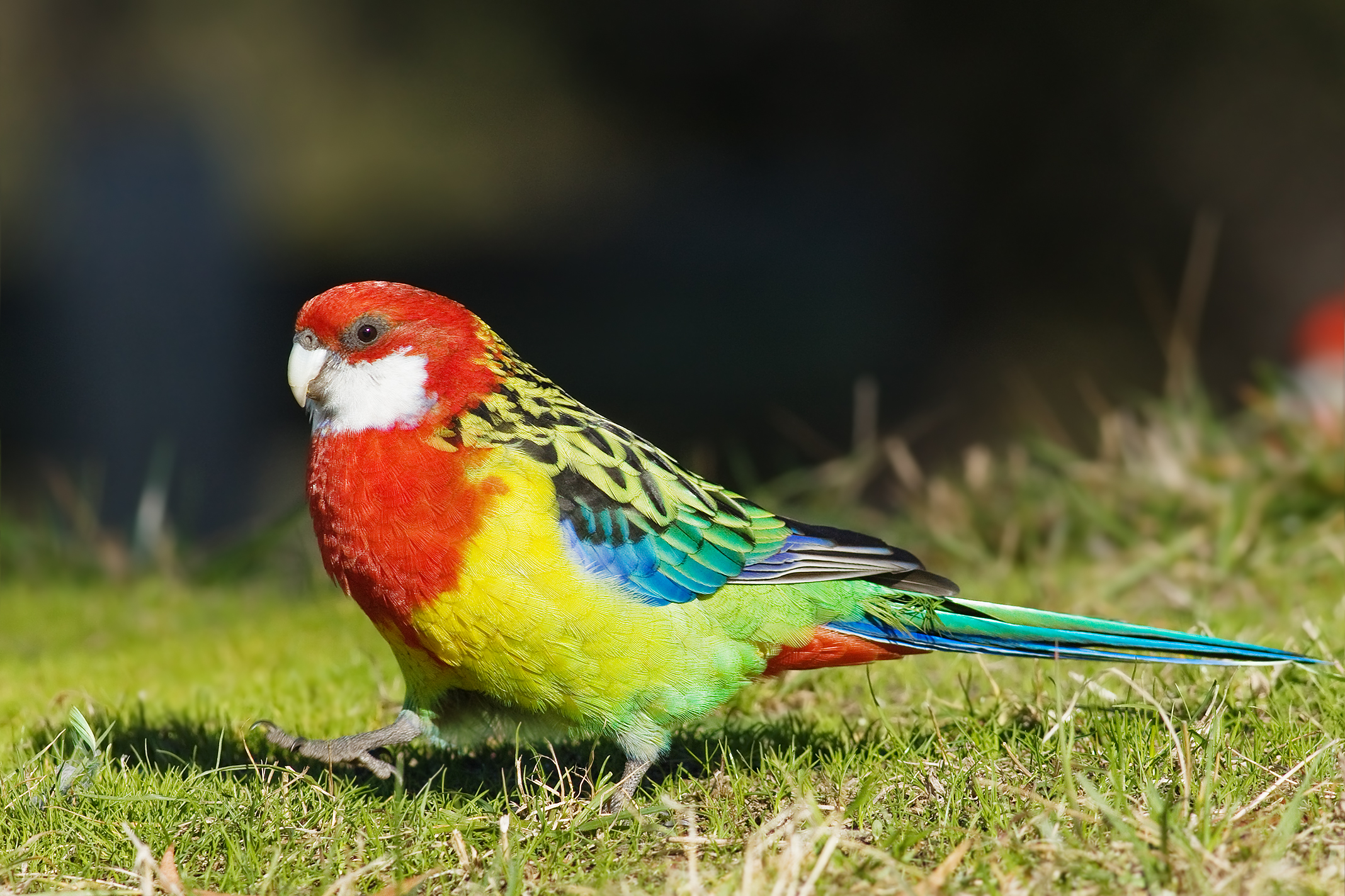 Rosella Backgrounds, Compatible - PC, Mobile, Gadgets| 2136x1424 px