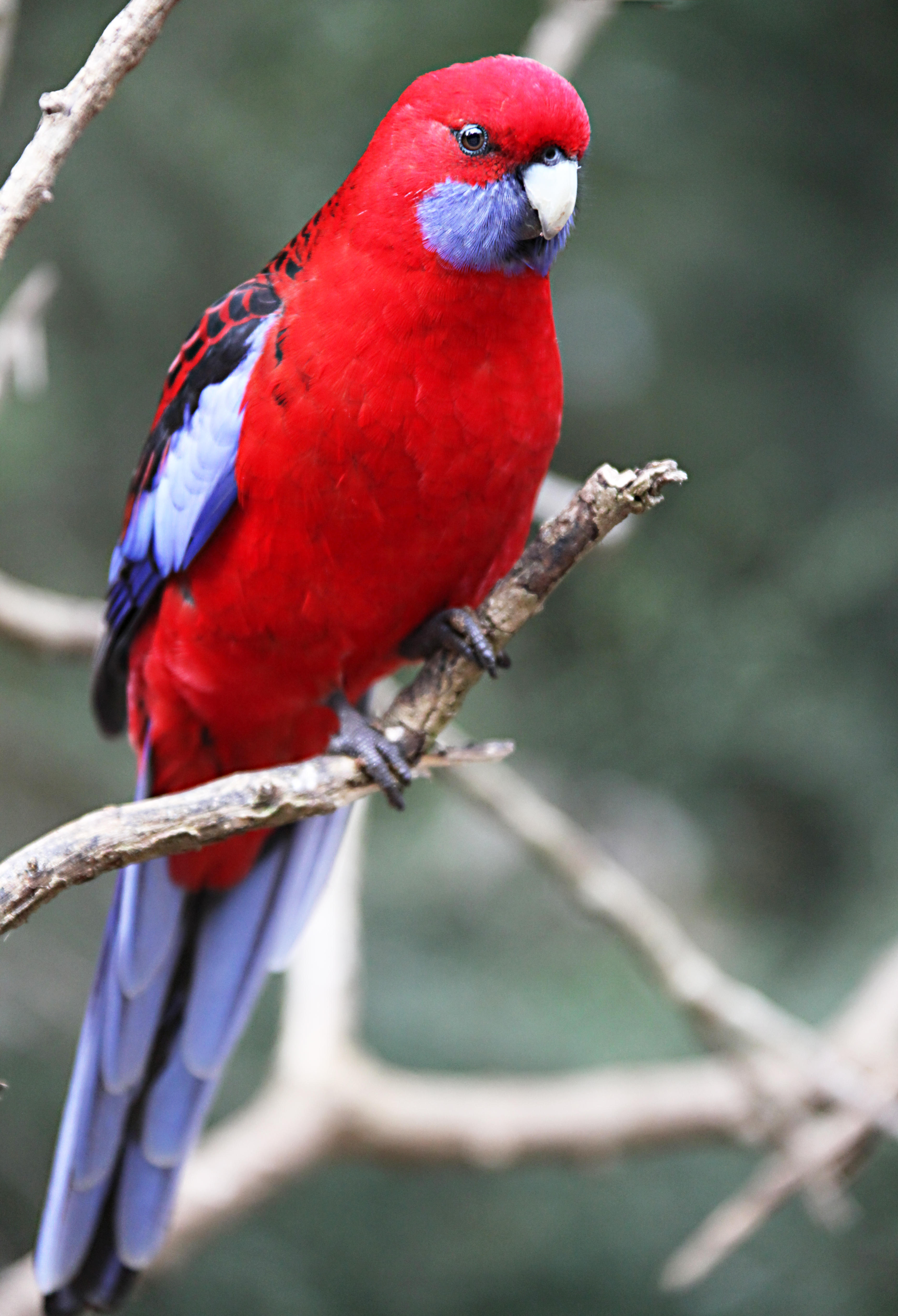 Images of Rosella | 3744x5483