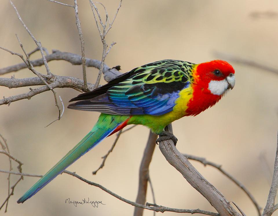 Images of Rosella | 960x749