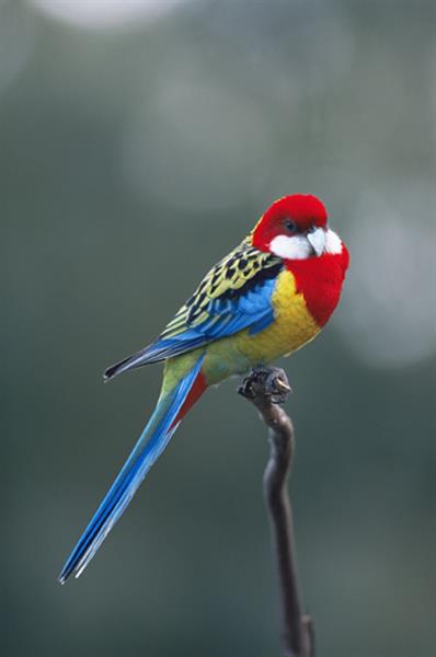 Rosella High Quality Background on Wallpapers Vista