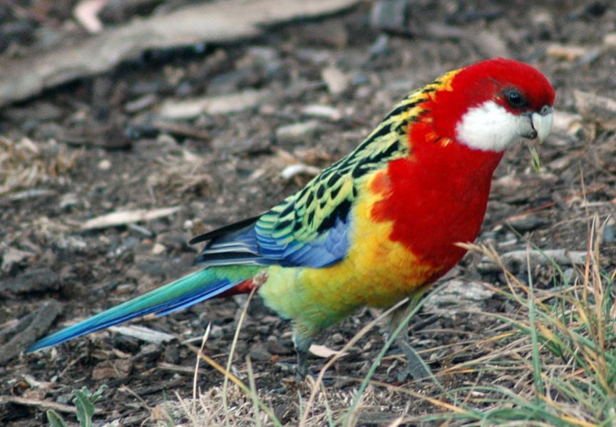 Images of Rosella | 864x599