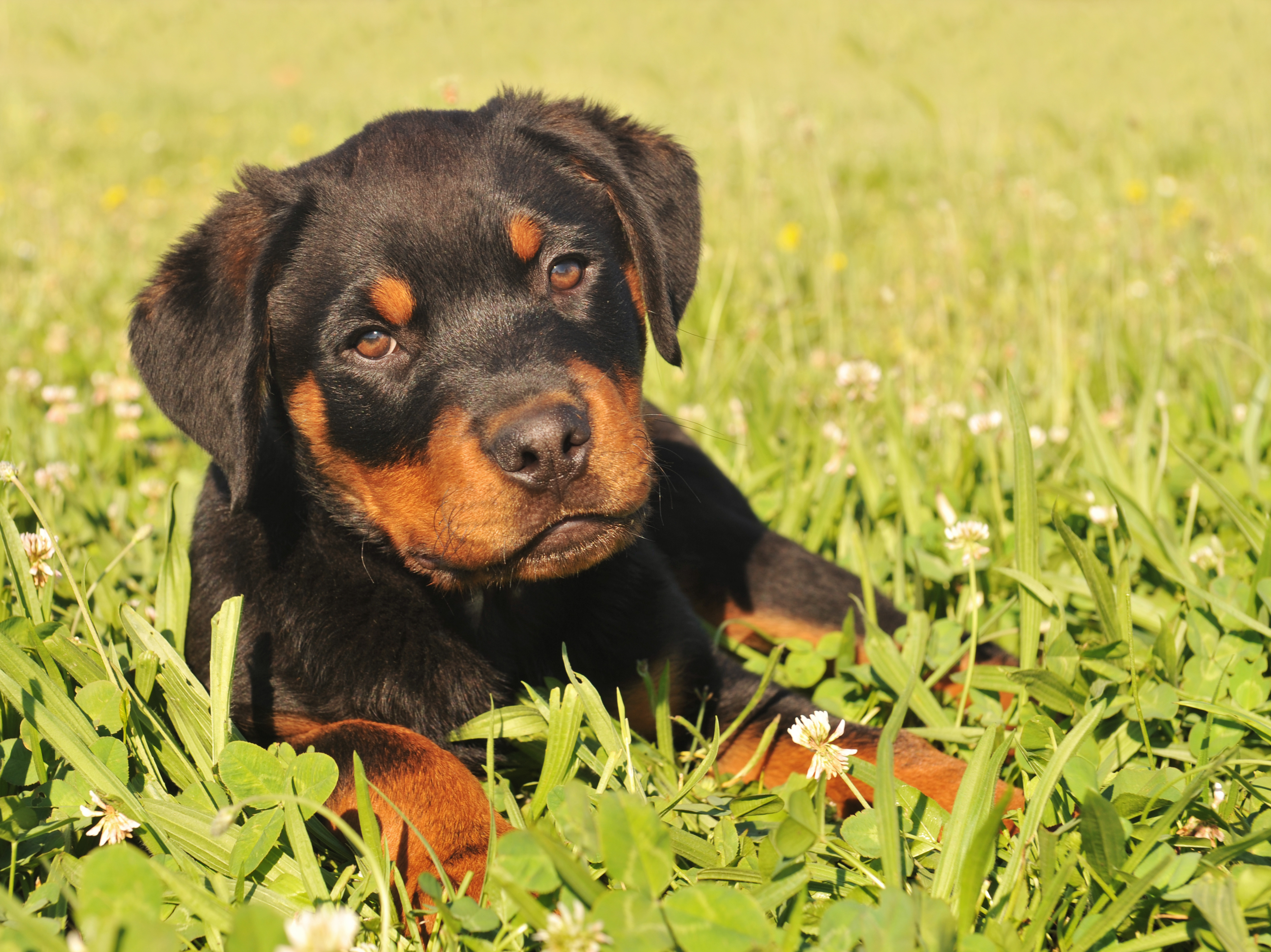 Rottweiler #27