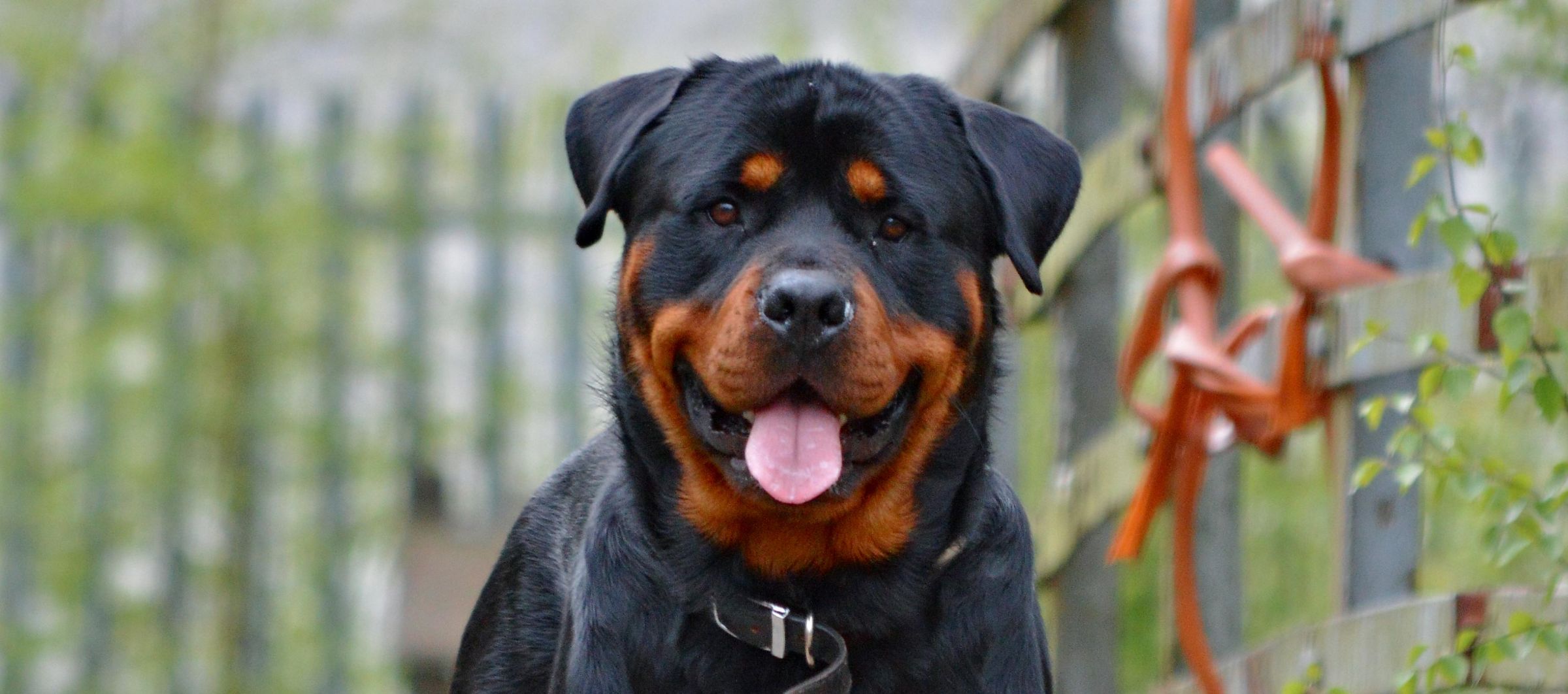 Amazing Rottweiler Pictures & Backgrounds