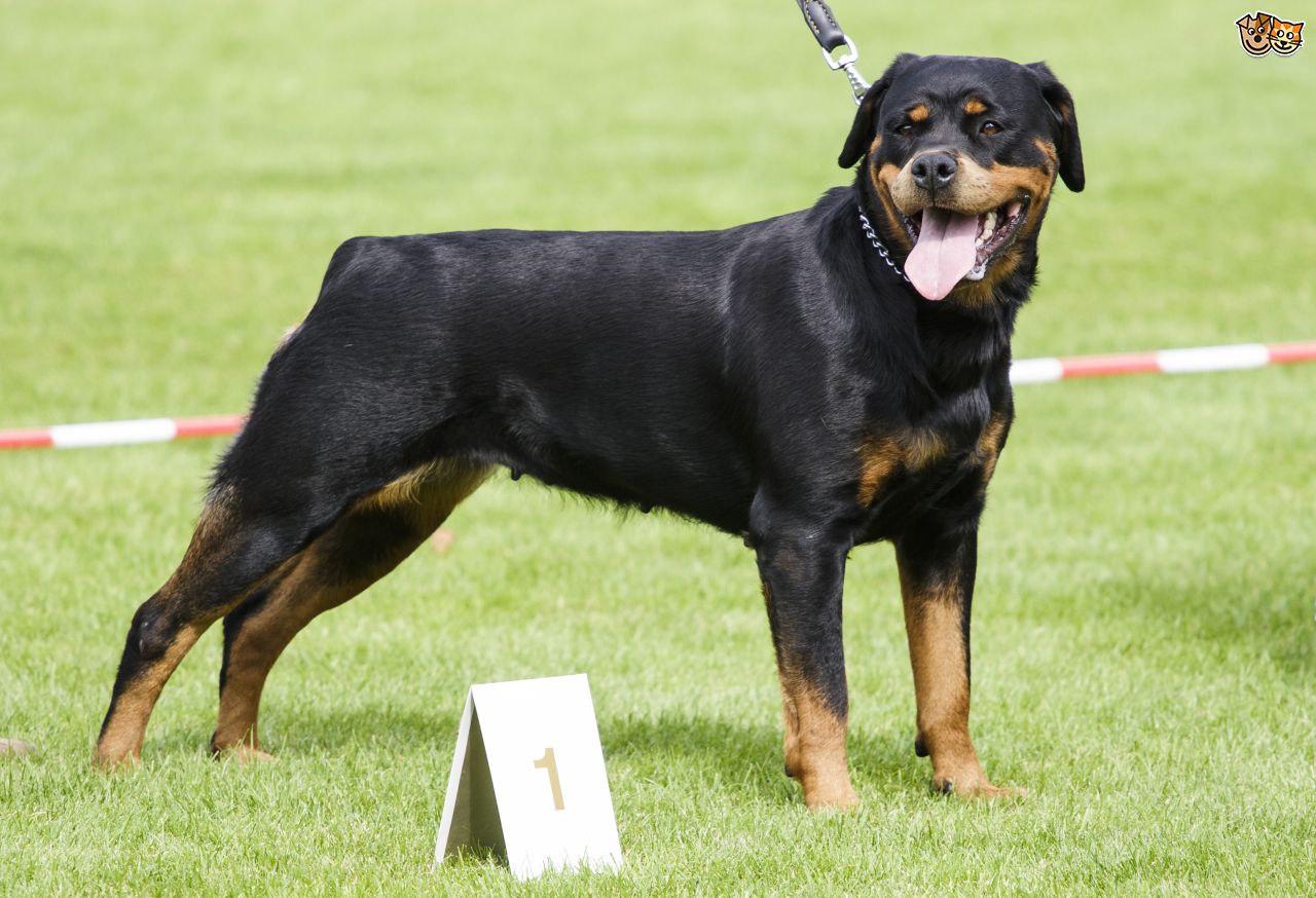 HD Quality Wallpaper | Collection: Animal, 1280x874 Rottweiler