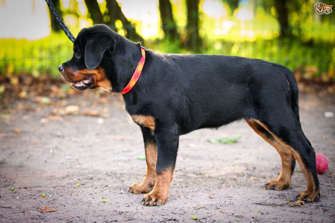 Rottweiler Pics, Animal Collection