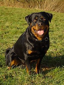 HD Quality Wallpaper | Collection: Animal, 220x294 Rottweiler