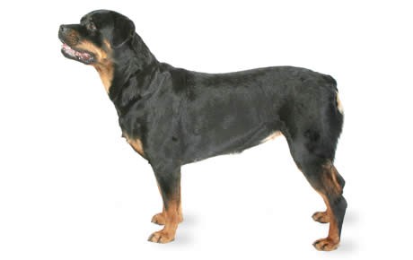 Rottweiler High Quality Background on Wallpapers Vista