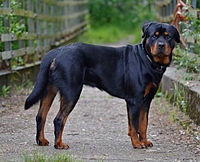 Nice wallpapers Rottweiler 200x162px