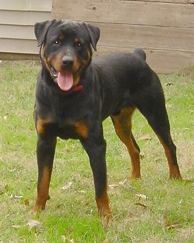 Images of Rottweiler | 275x345