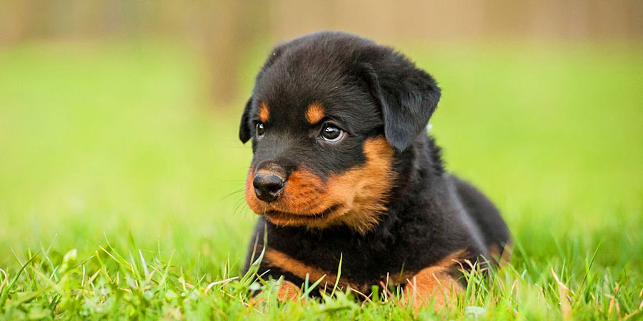 Images of Rottweiler | 900x450