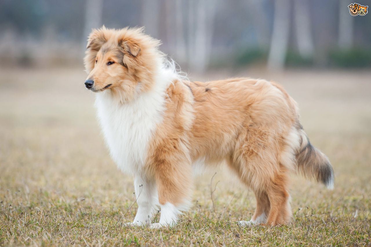 HQ Rough Collie Wallpapers | File 124.67Kb