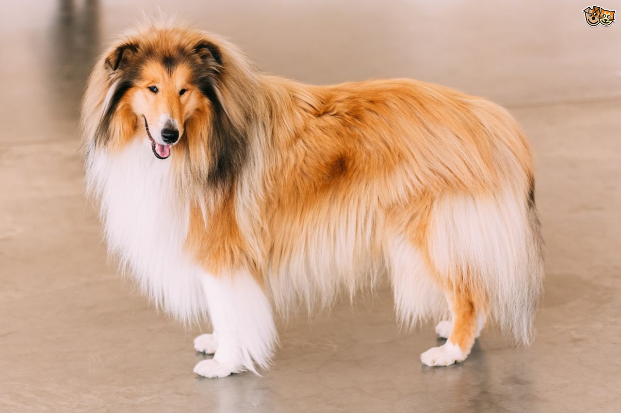 Rough Collie Backgrounds on Wallpapers Vista