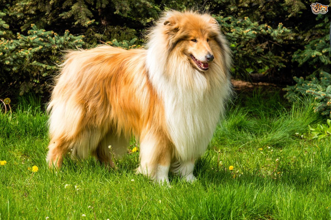 HD Quality Wallpaper | Collection: Animal, 1280x854 Rough Collie