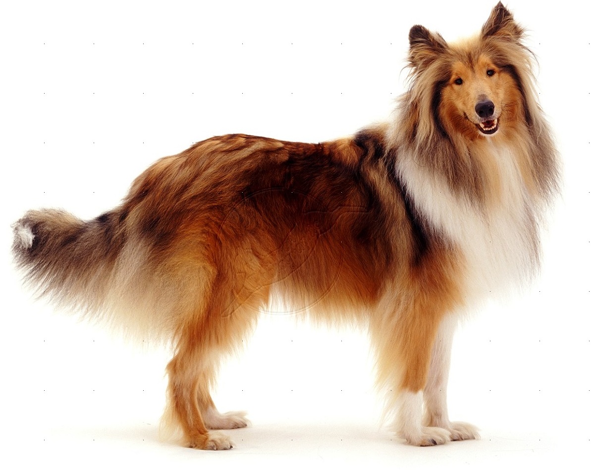 Rough Collie Pics, Animal Collection