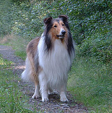 Amazing Rough Collie Pictures & Backgrounds